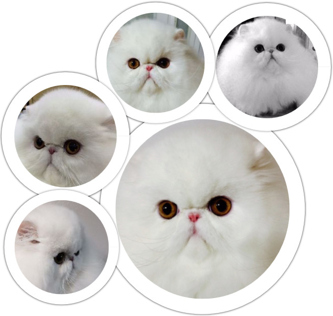 Persian Cats Collage