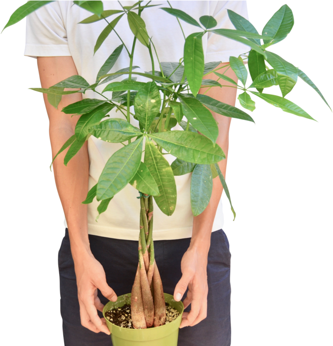 Person Holding Potted Money Tree Plant