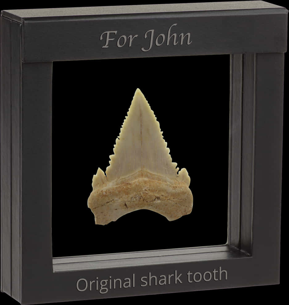 Authentic Shark´s Tooth Fossil - Framed Shark Tooth, HD Png Download PNG with transparent background