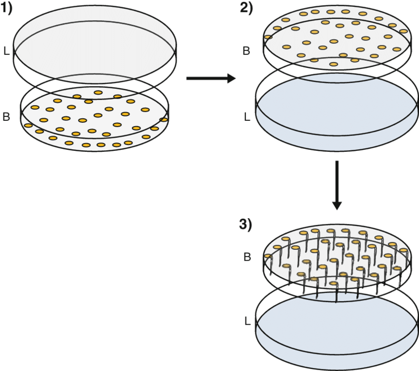 Petri Dish Culture Procedure Illustration