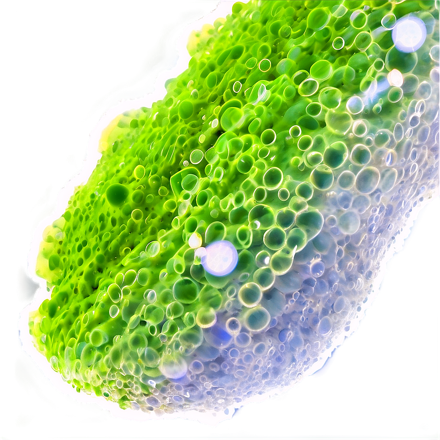 Photosynthetic Algae Close-up Png Tct