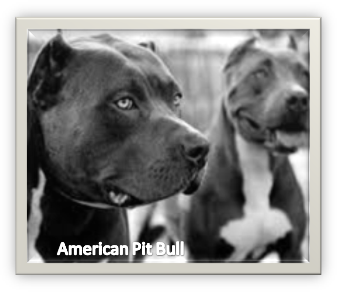 Picture - Pitbull Negro, HD Png Download PNG with transparent background