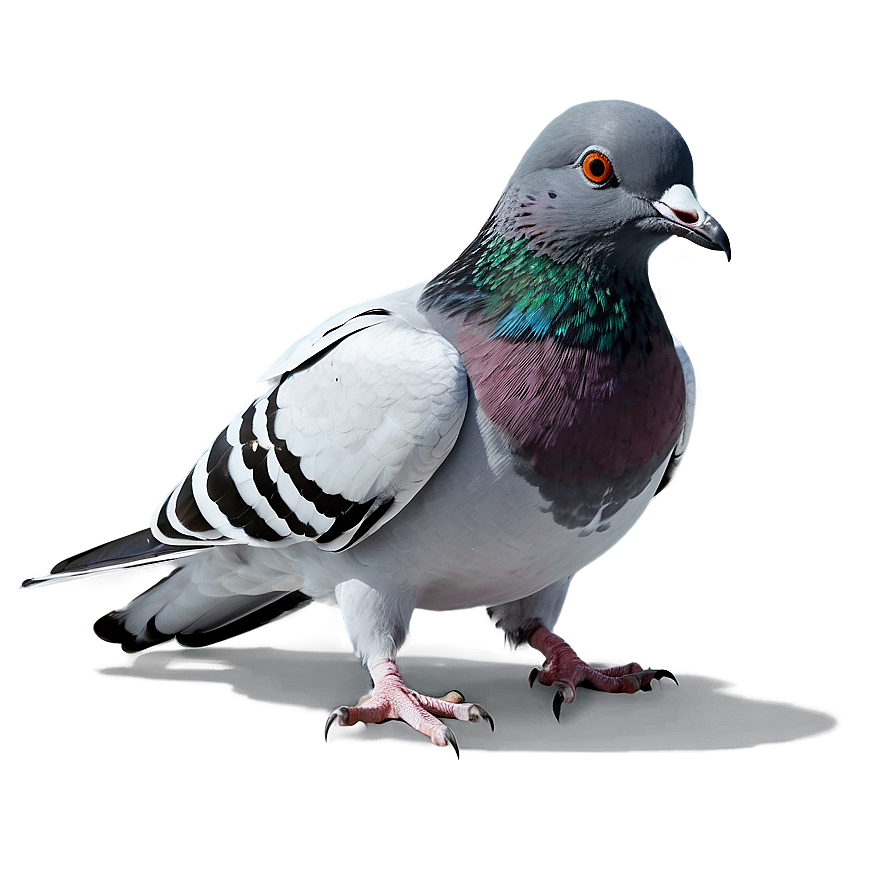 Pigeon Animated Png 05242024