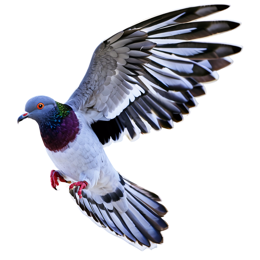 Pigeon Flying Png 27