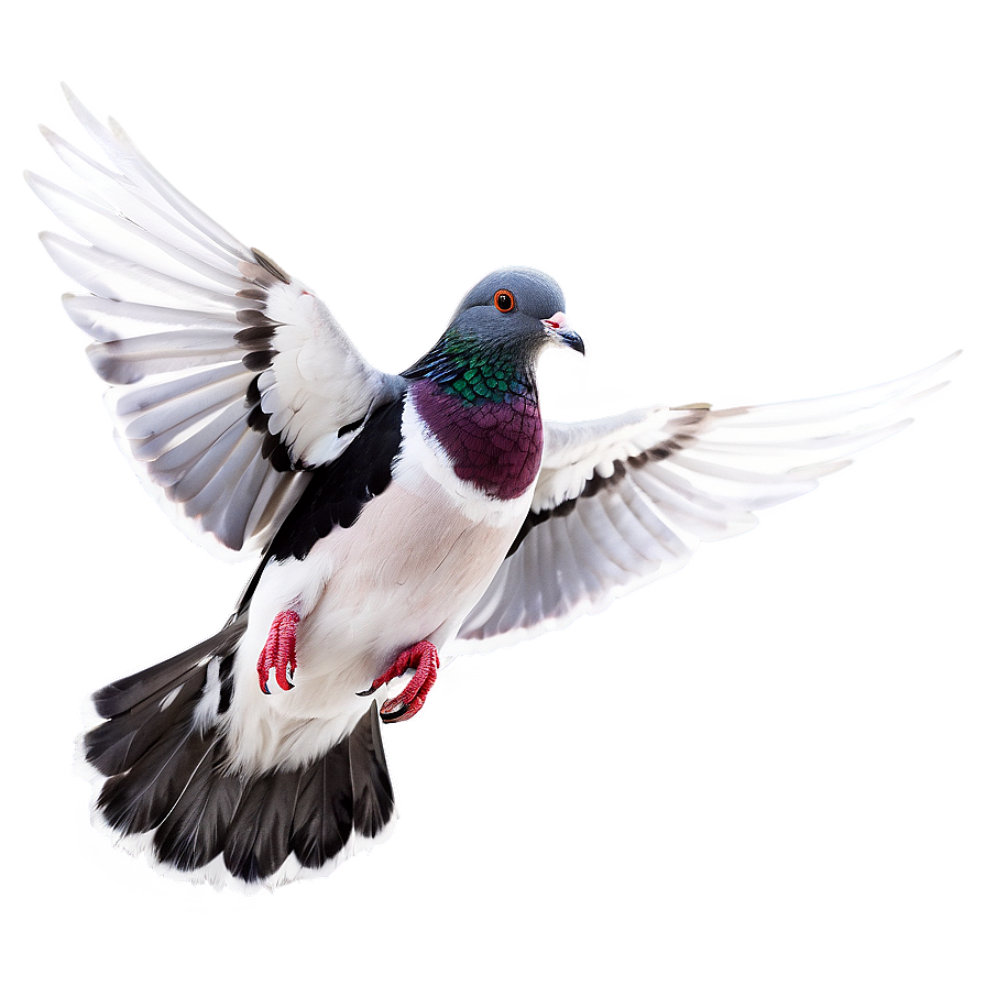 Pigeon Flying PNG fmu PNG with transparent background