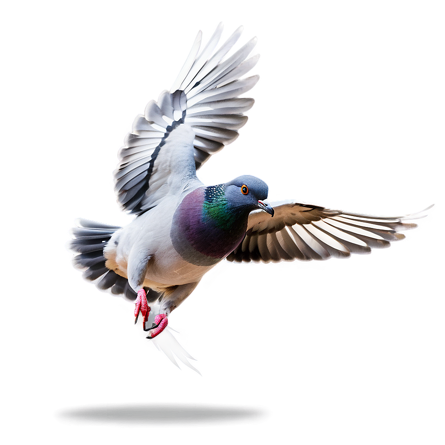 Pigeon Flying PNG lem50 PNG with transparent background