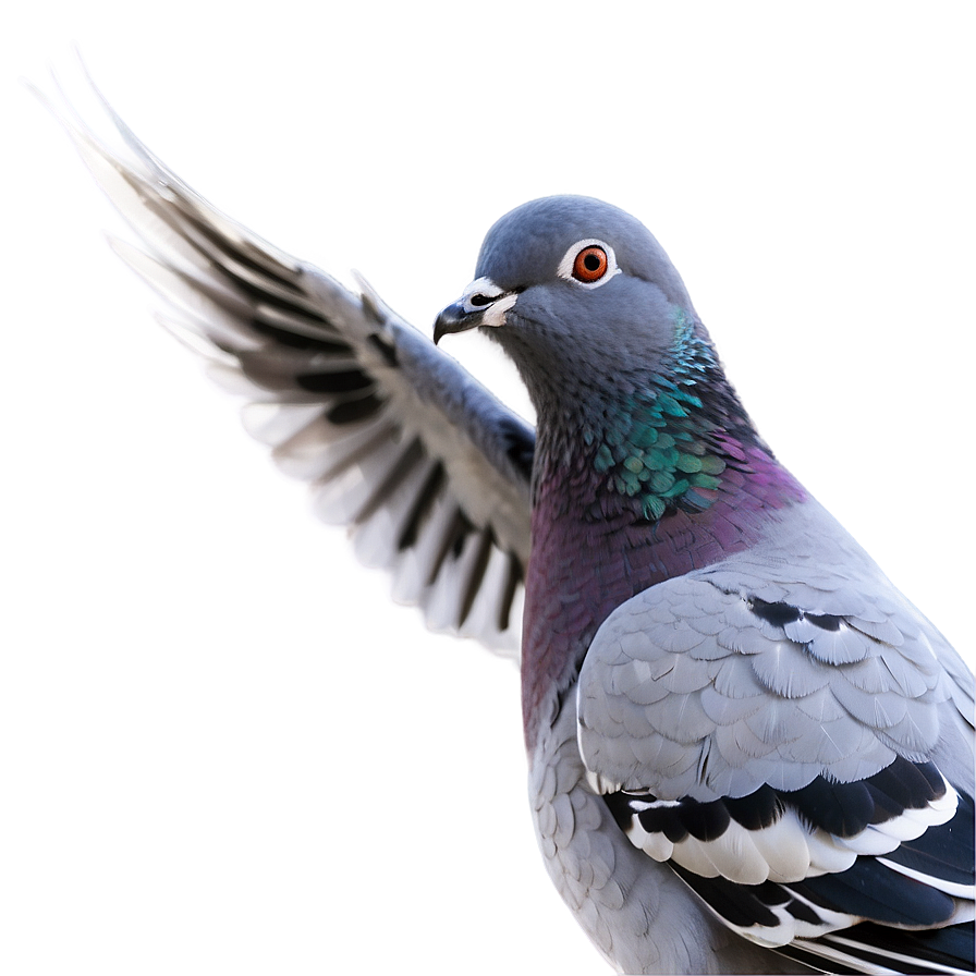 Pigeon Landing Png Bee