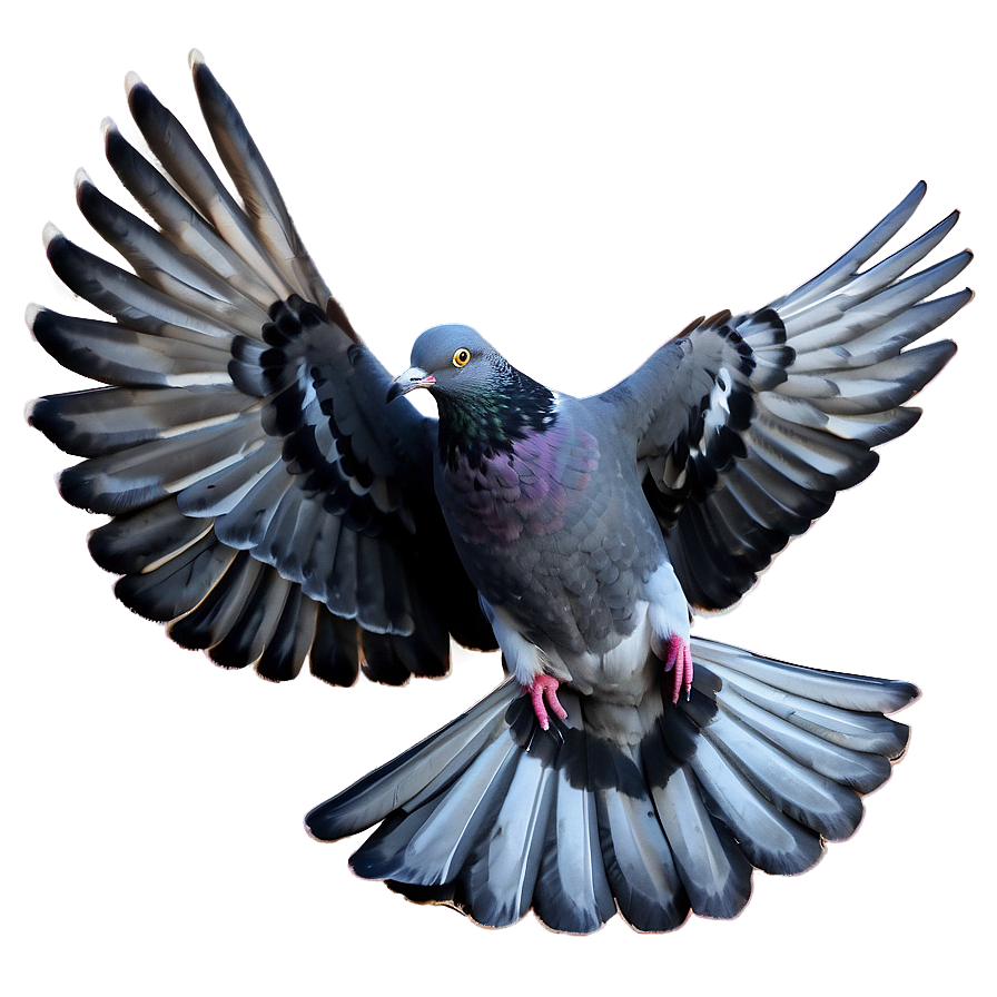 Pigeon Landing Png Vlg