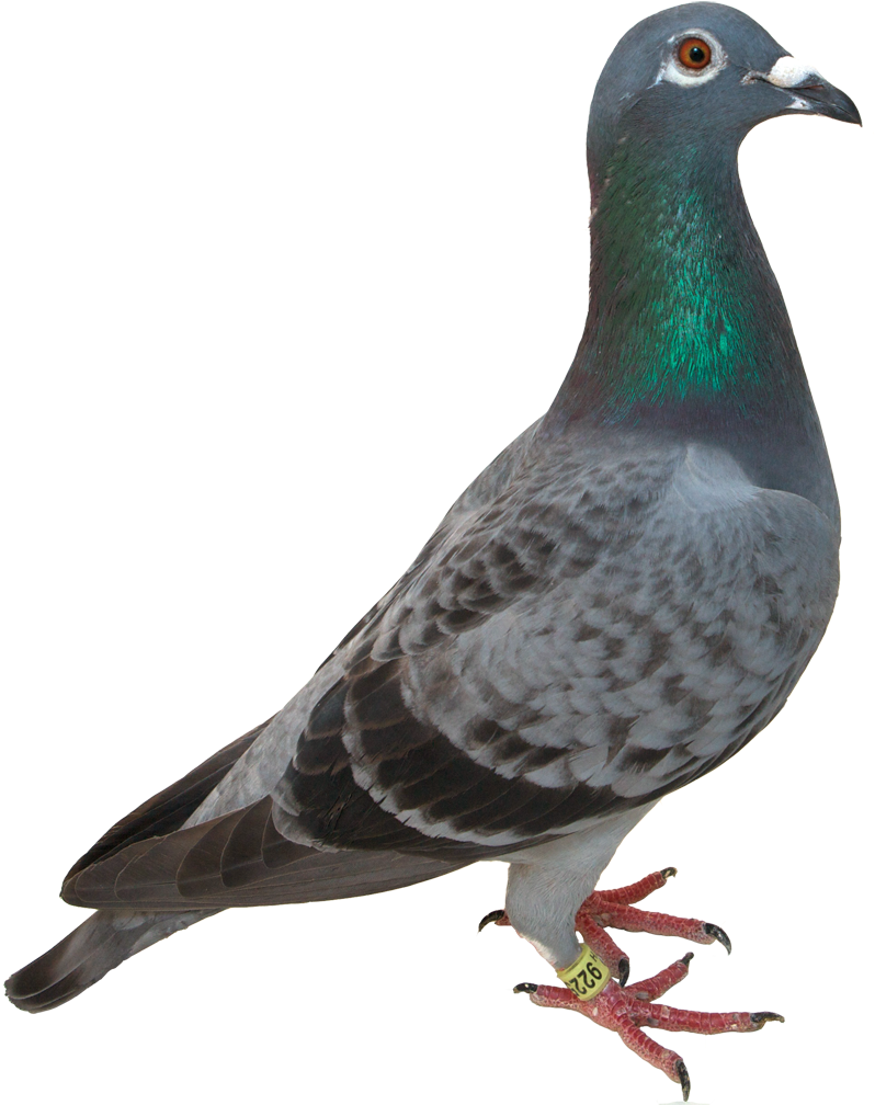 Pigeon Portrait Isolated Background