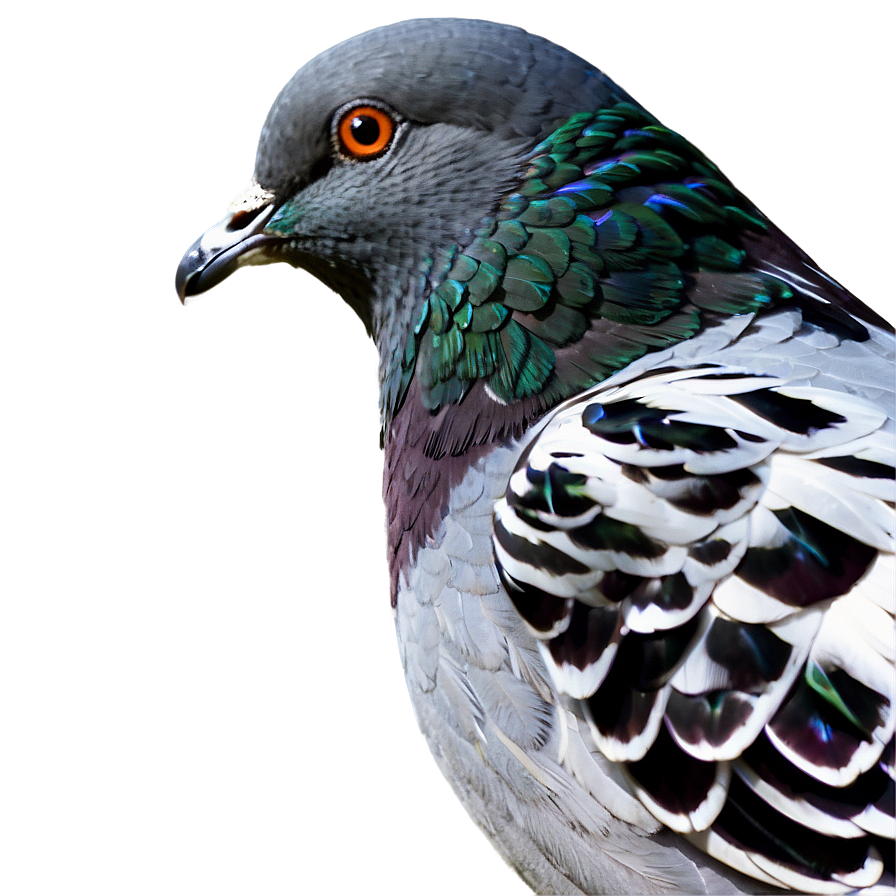 Pigeon Side View Png 55