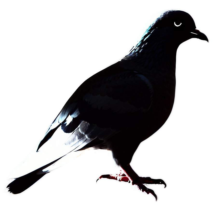 Pigeon Silhouette PNG 42 PNG with transparent background