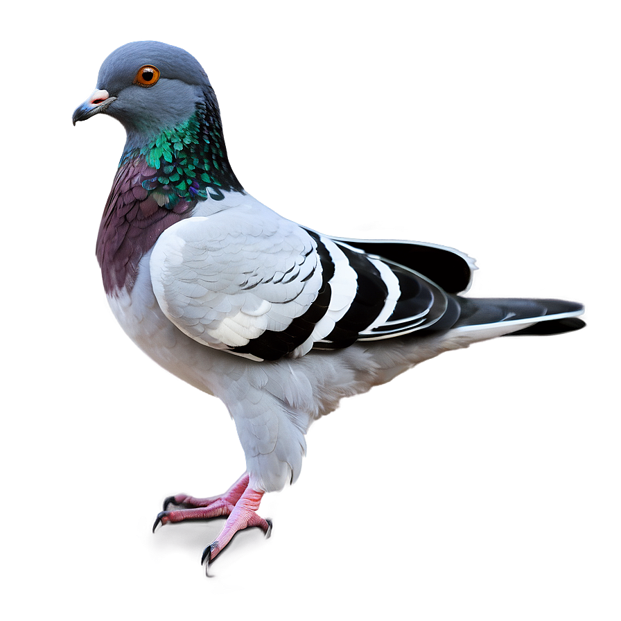 Pigeon Transparent Background Png Sic