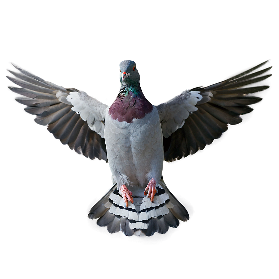 Pigeon Wings Spread Png 6