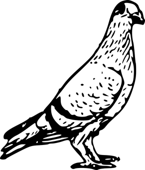 Pigeonin Darkness.jpg PNG with transparent background