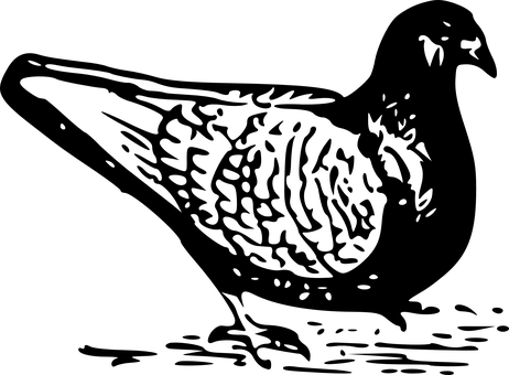 Pigeonin Shadow.jpg PNG with transparent background