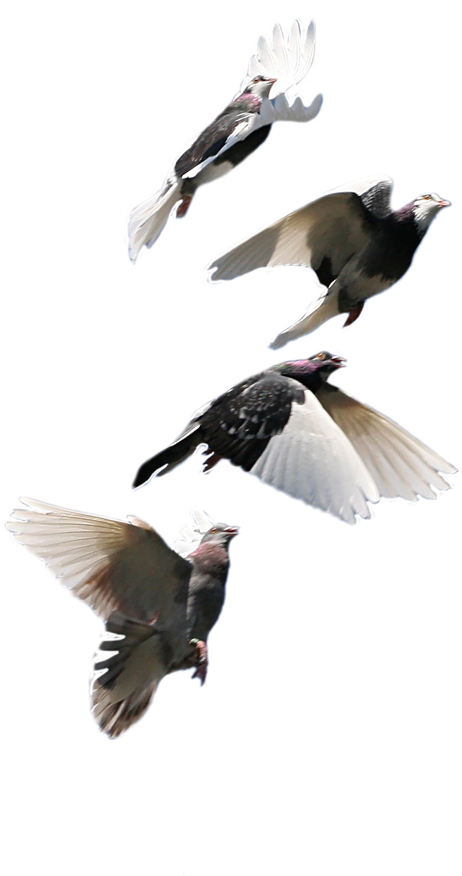 Pigeons_ In_ Flight_ Sequence.png