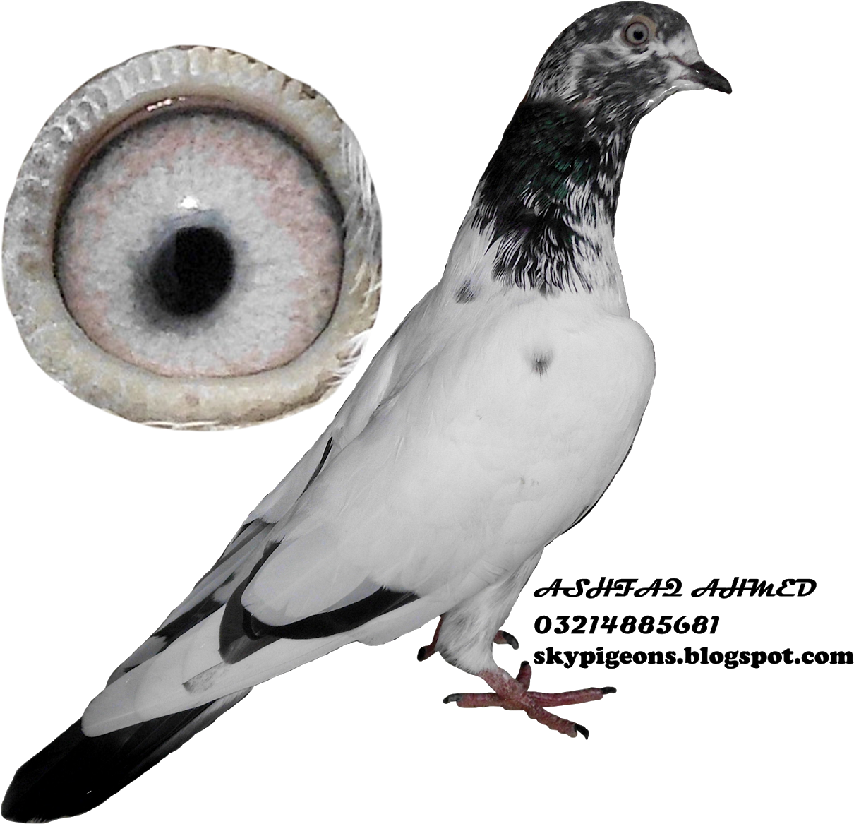 Pigeonwith Detailed Eye View