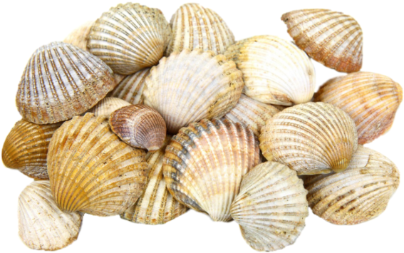 Cockle Seashell Light Clam - Seashell Png, Transparent Png PNG with transparent background