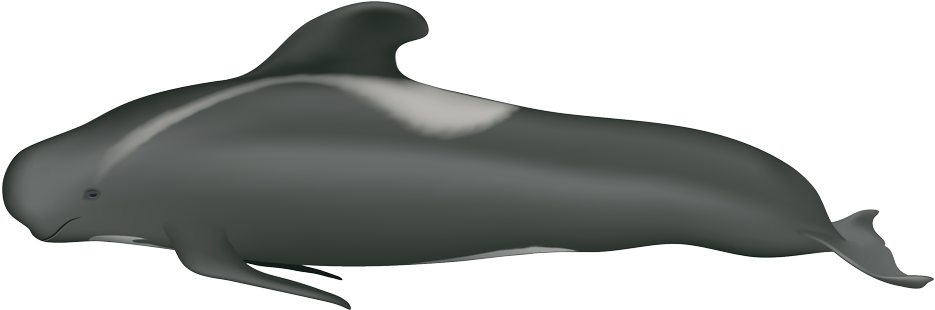 Pilot Whale Illustration