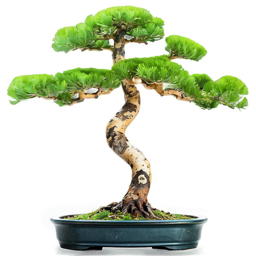 Pine Bonsai Tree Png 06202024