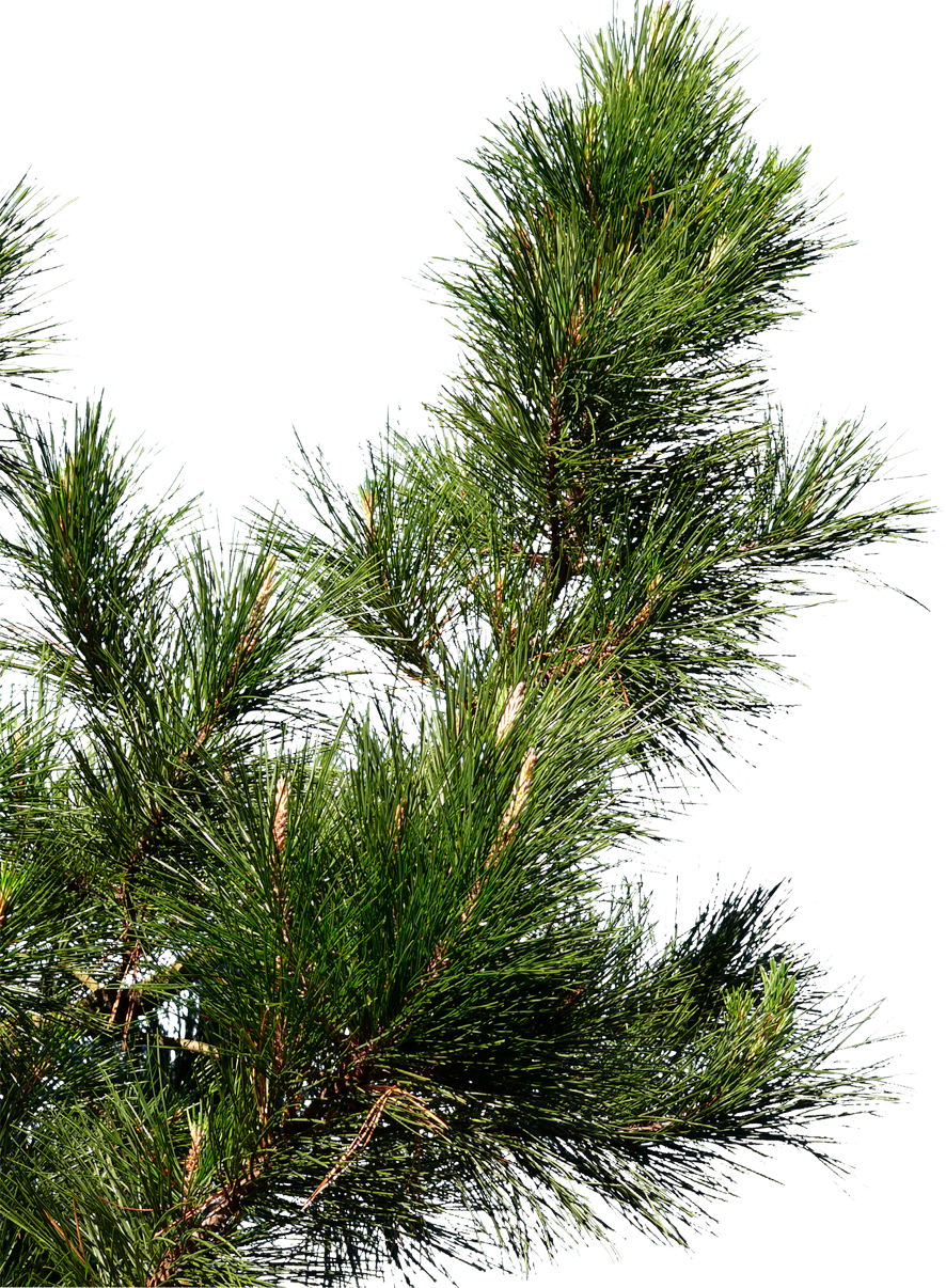 Clip Art Pine Spruce Cone Transprent - Pine Tree Branch Png, Transparent Png PNG with transparent background