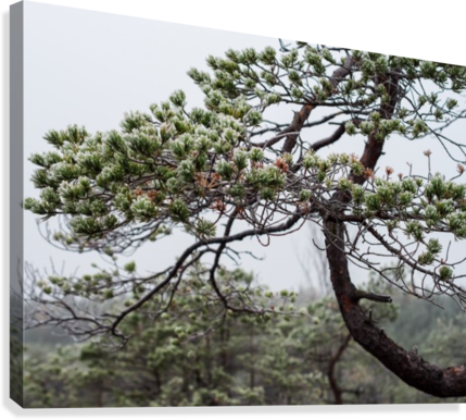 Pine Branch Foggy Forest Latvia