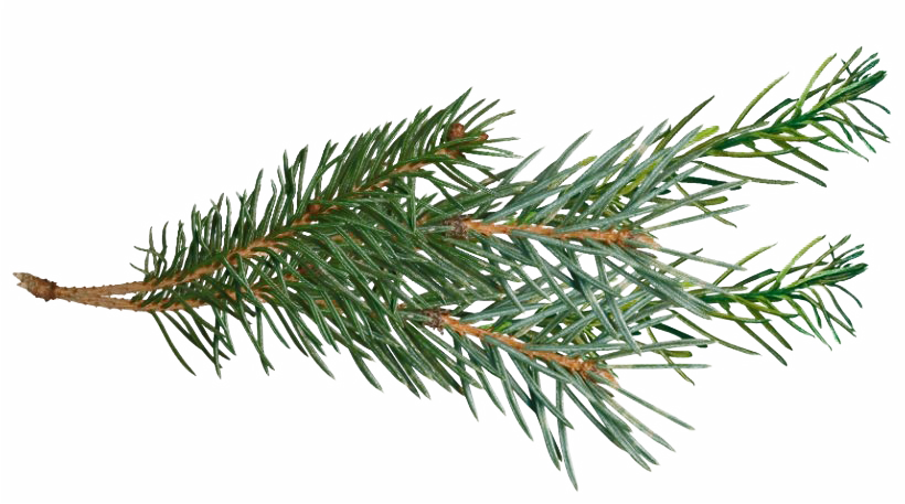 Pine Branch Green Needles.png PNG with transparent background