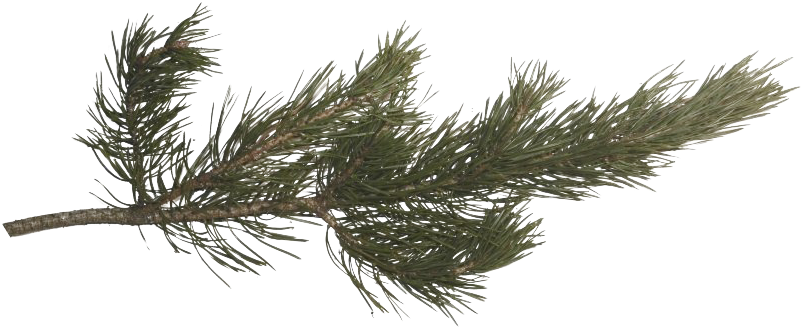 Pine Branch Isolated.png PNG with transparent background