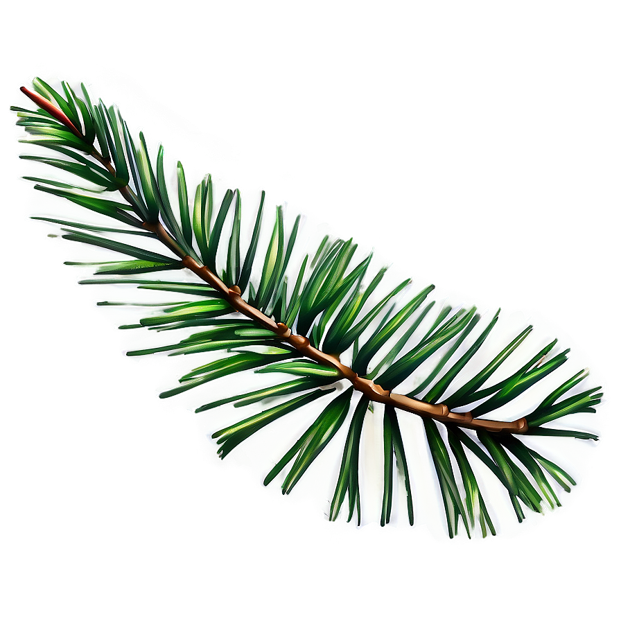 Pine Leaves PNG 05042024 PNG with transparent background