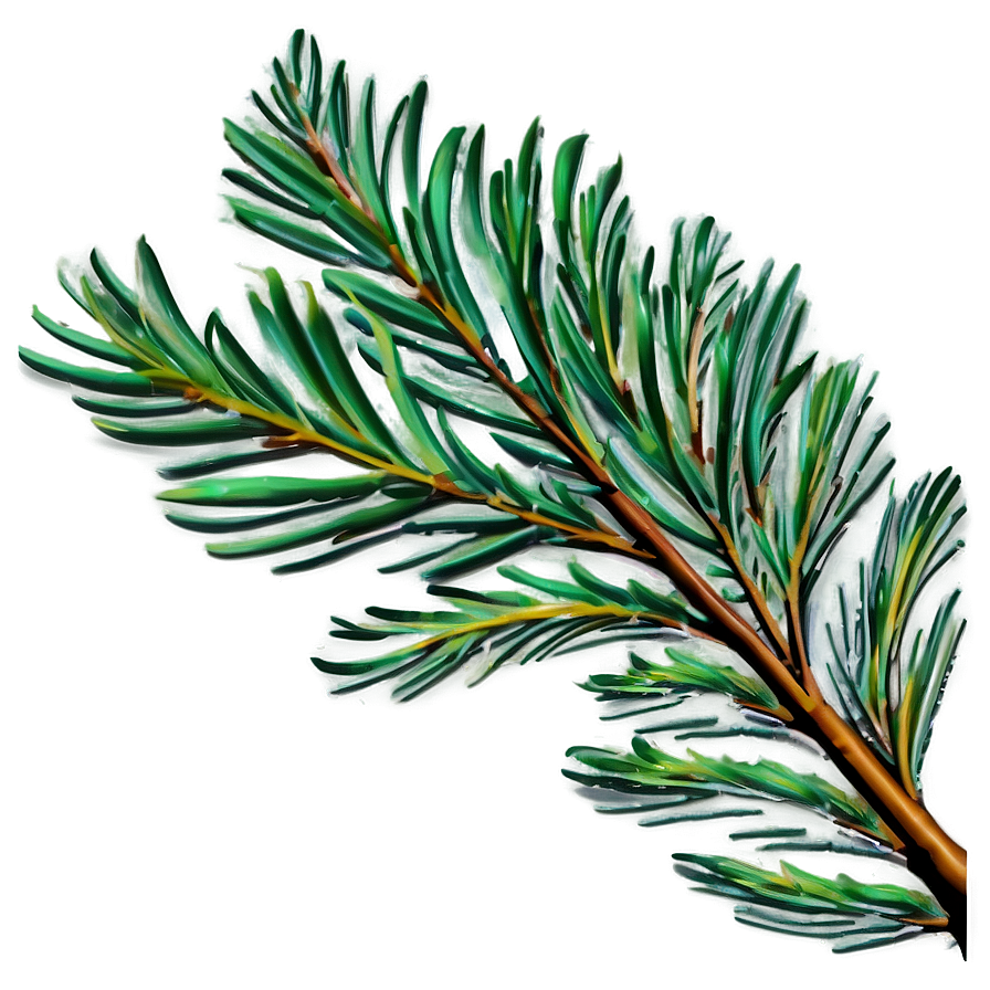 Pine Leaves PNG 24 PNG with transparent background