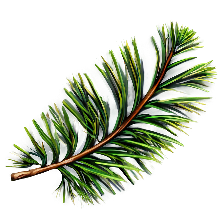 Pine Leaves PNG jyd4 PNG with transparent background