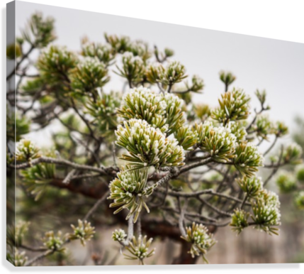 Pine Tree Blossoms Springtime