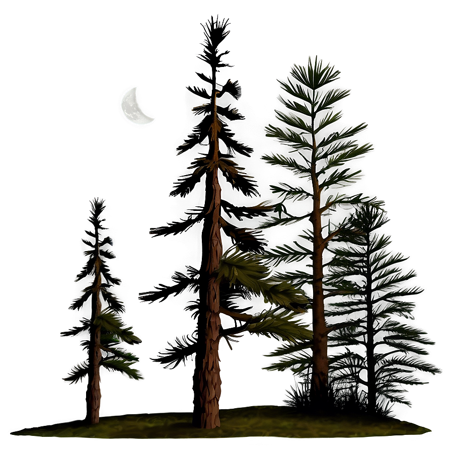 Pine Tree Moonlight Scene Png 23