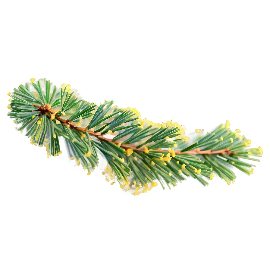 Pine Tree Pollen Cloud Png 06132024