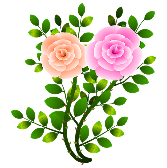 Pink_and_ Peach_ Roses_ Vector_ Illustration PNG with transparent background