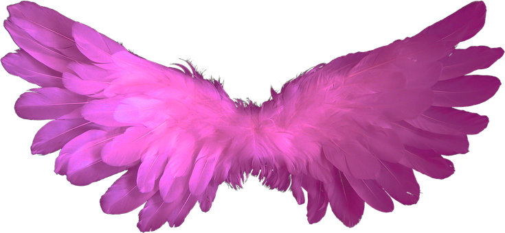 Pink Angel Wings Black Background