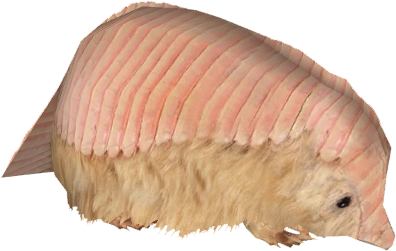 Pink Banded Armadillo