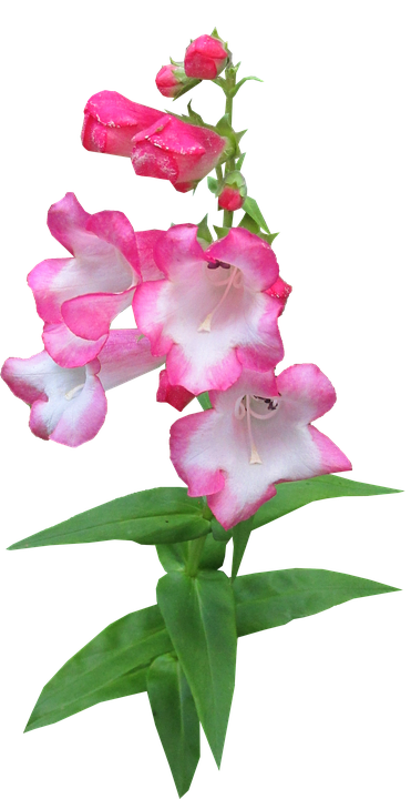 Pink Bicolor Snapdragon Flower