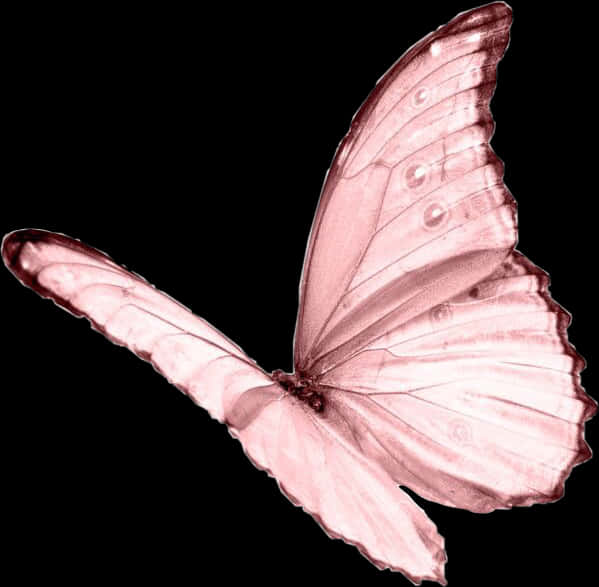 Pink Butterfly Black Background