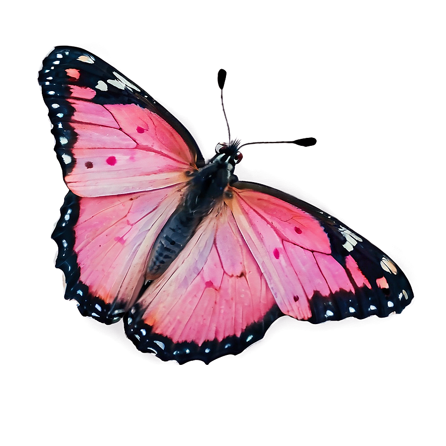 Pink Butterfly In Wild Png 24