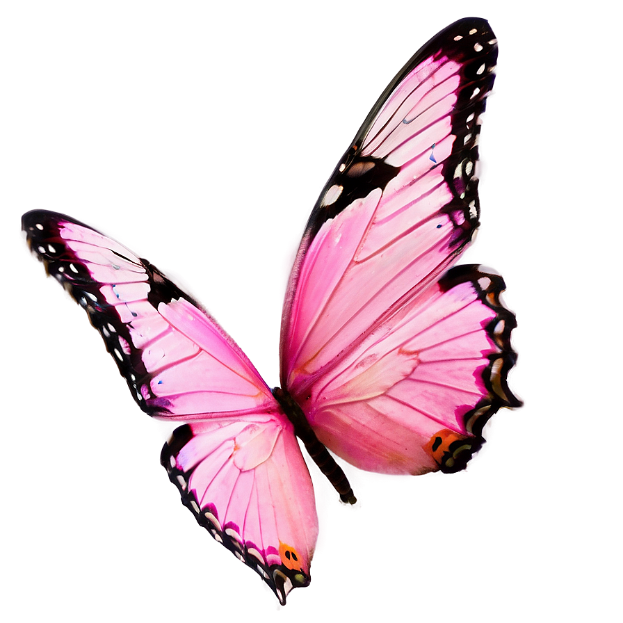 Pink Butterfly Real Image Png 06212024