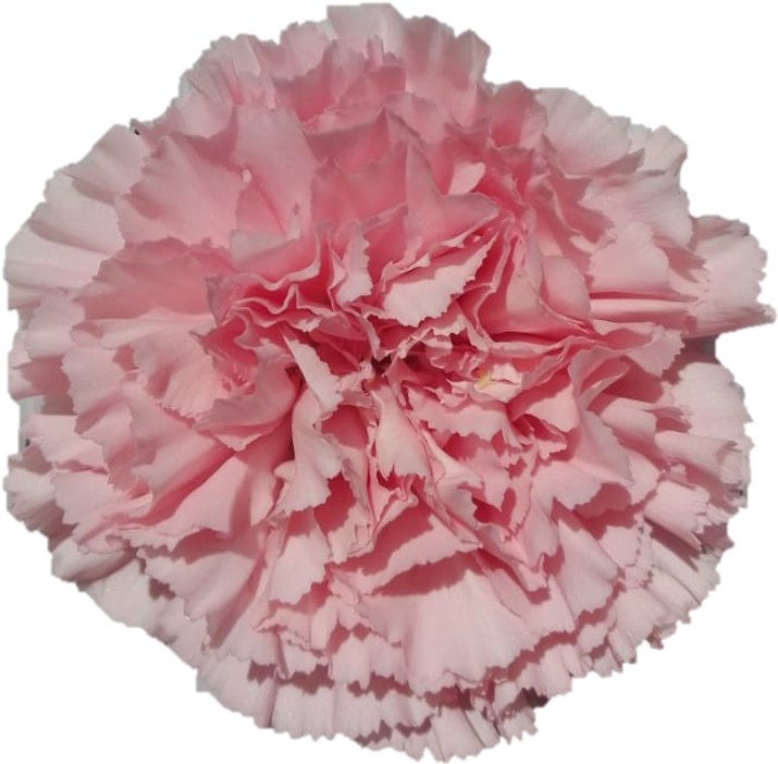 Doncellcd8ceffa F779 Db25 07cf B34b4372218d - Carnation, HD Png Download PNG with transparent background