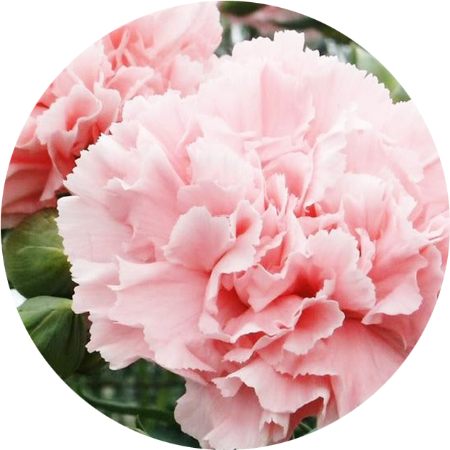 Pink Carnation Closeup