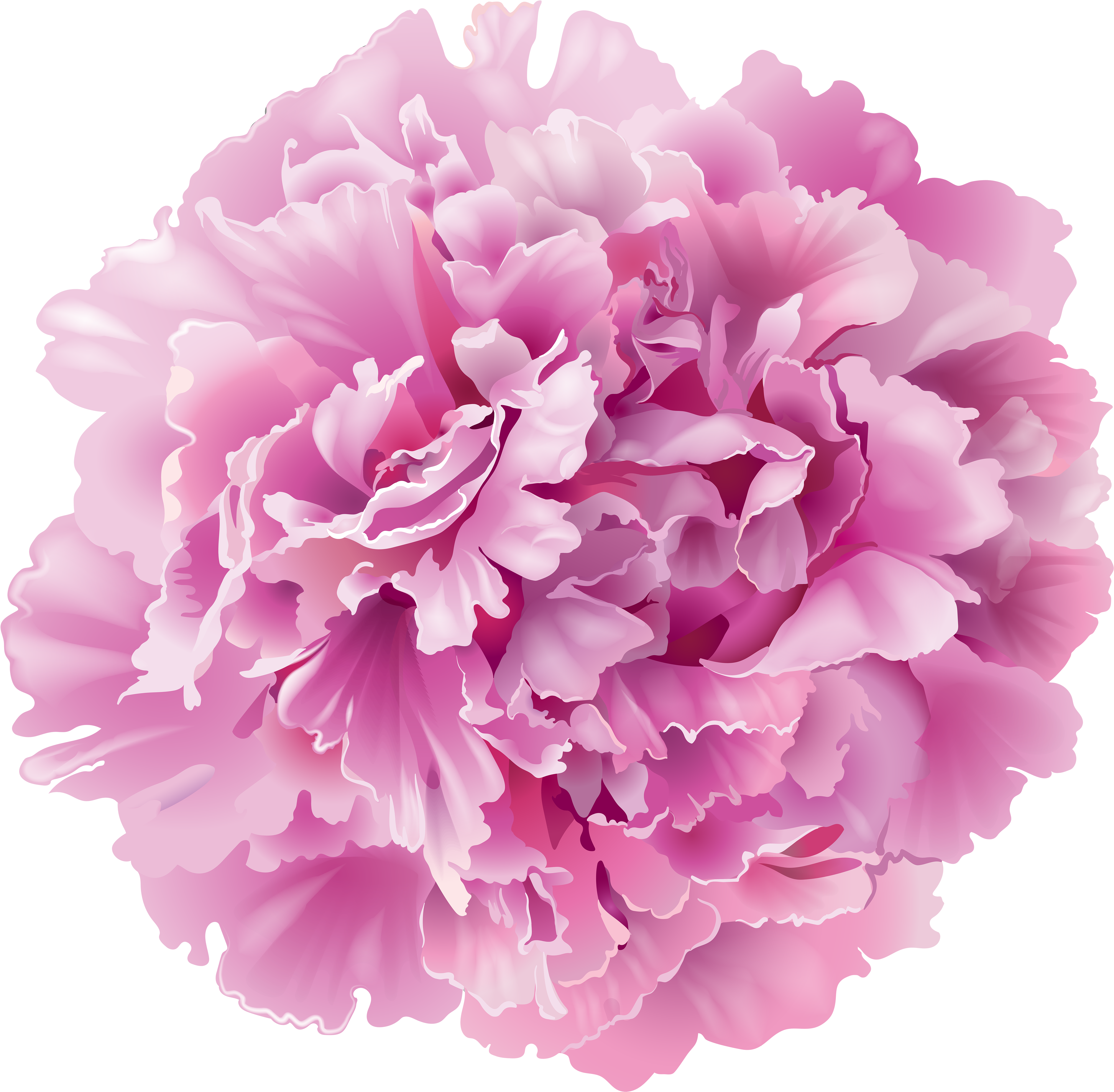 Clip Art Peony Flowers Png - Png Peonies, Transparent Png PNG with transparent background
