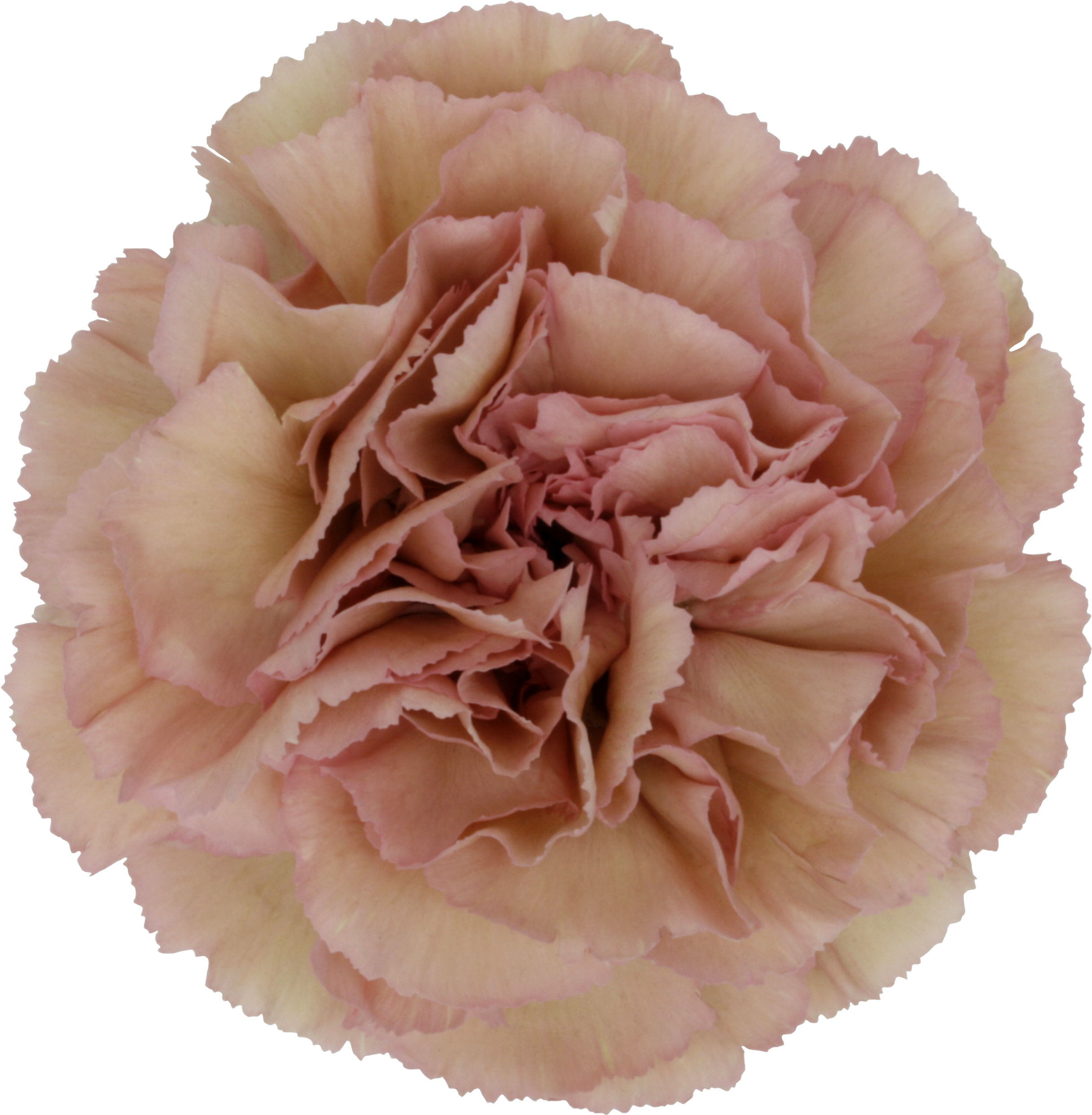 Pink Carnation Flower Closeup