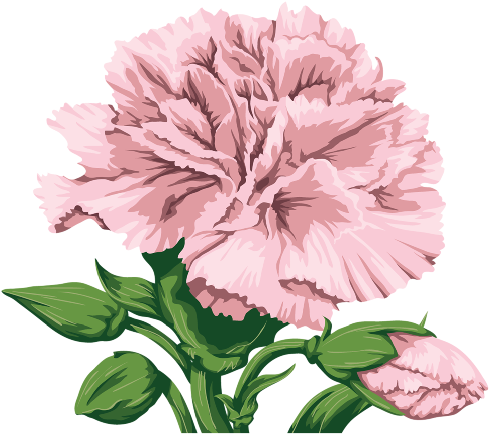 Pink Carnation Flower Illustration