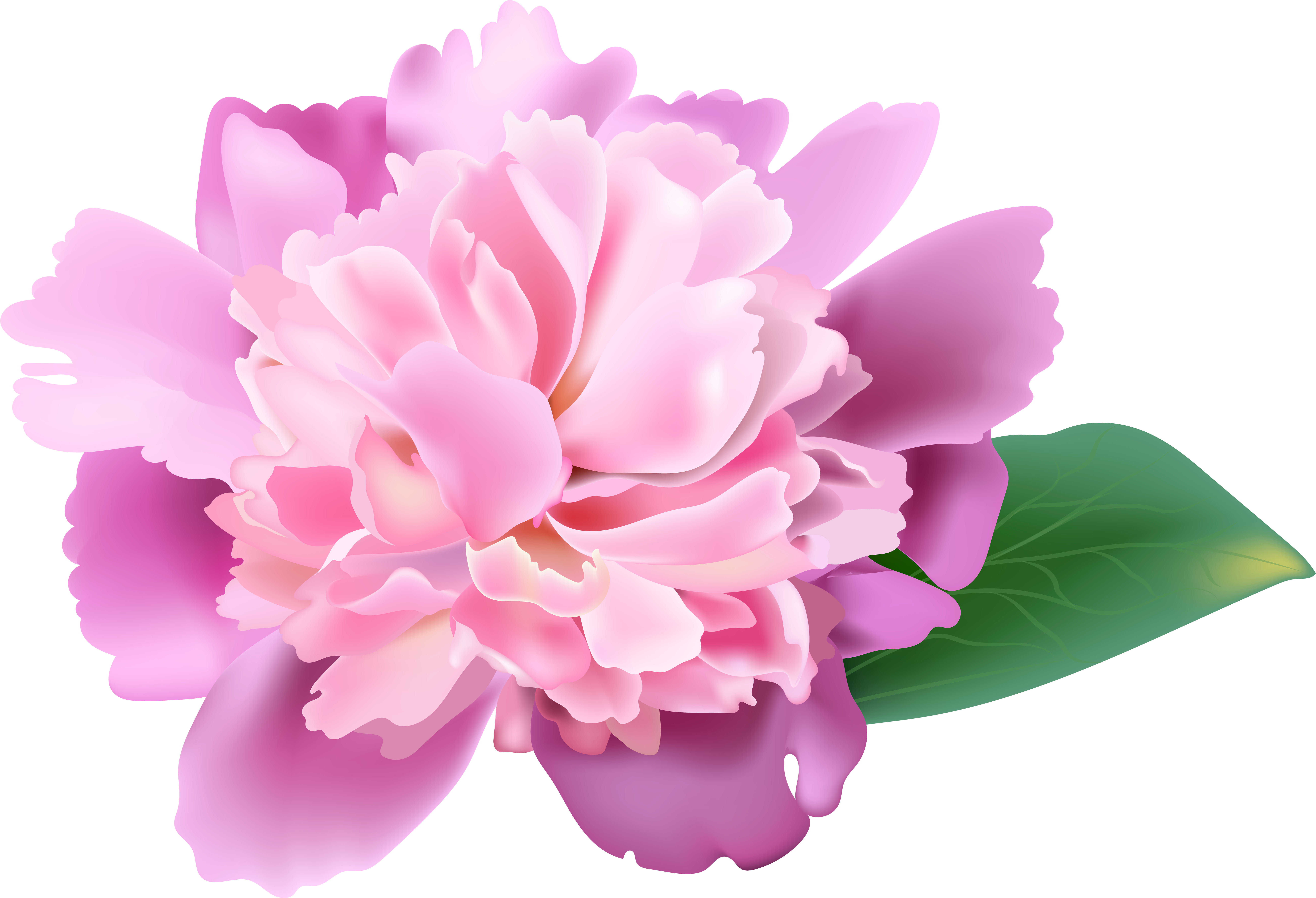Peonies Clipart Realistic - Clip Art Pink Peonies, HD Png Download PNG with transparent background