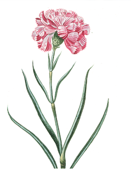 Pink Carnation Illustration