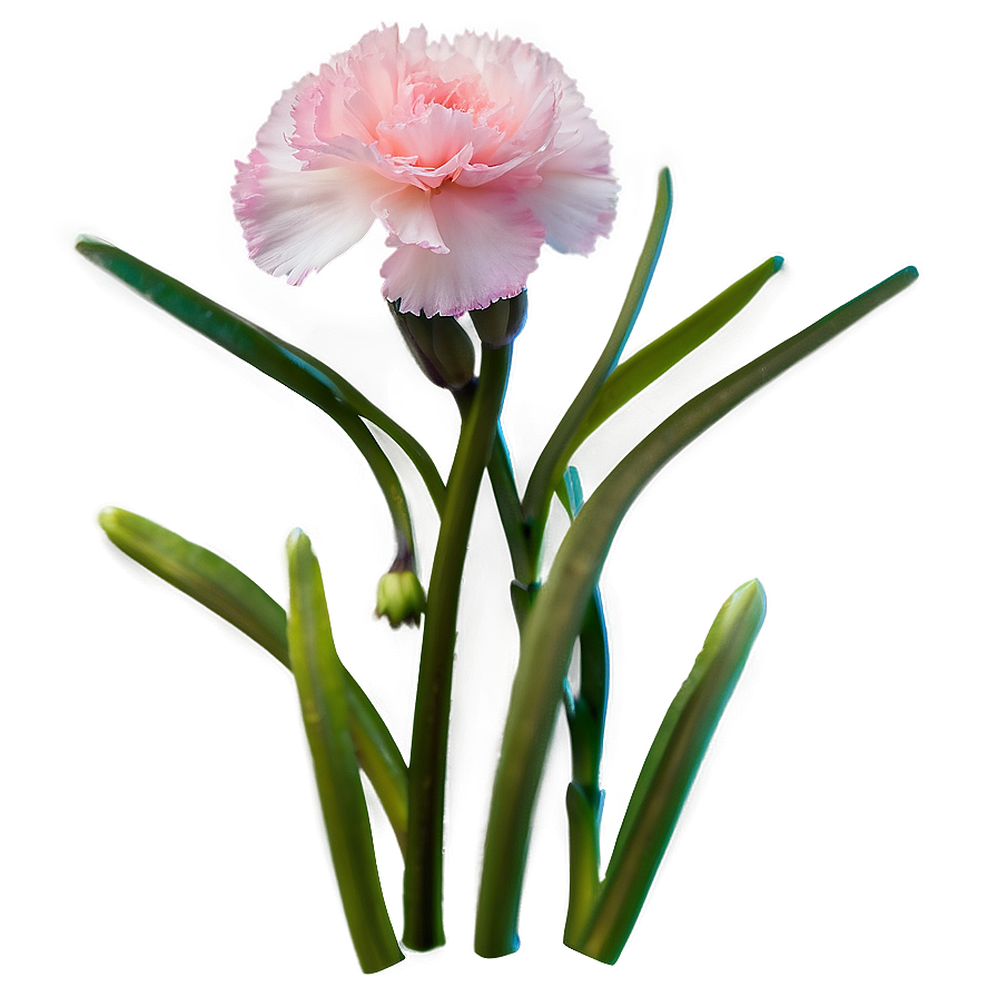 Pink Carnation Png 23