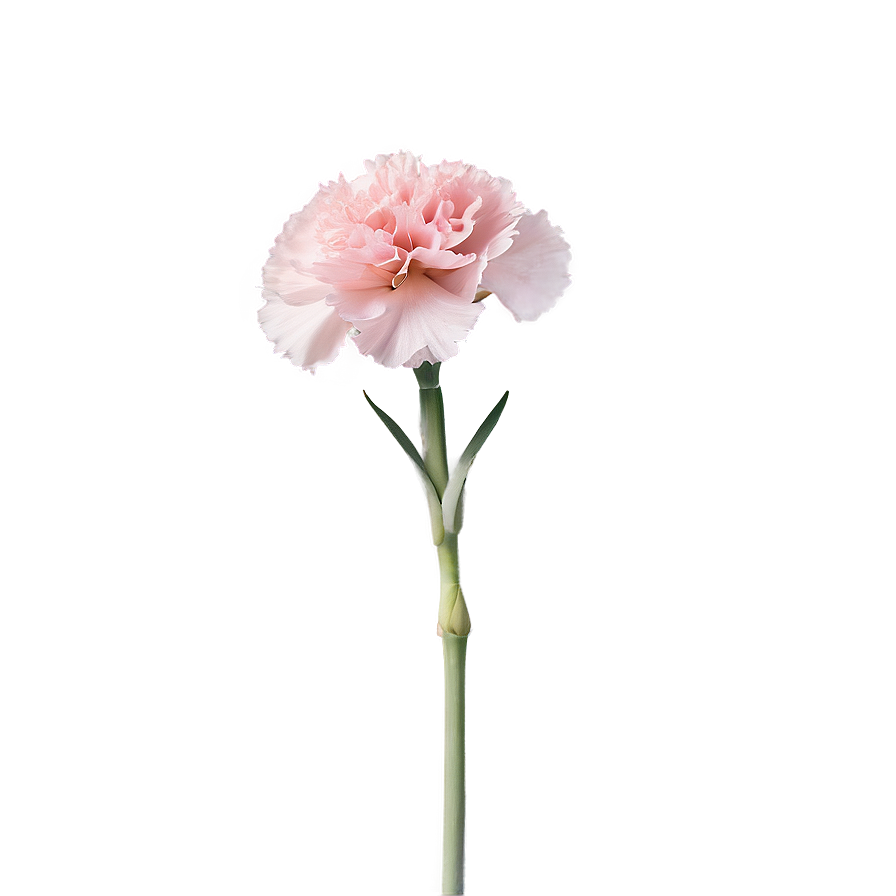 Pink Carnation Softness Png Nsy